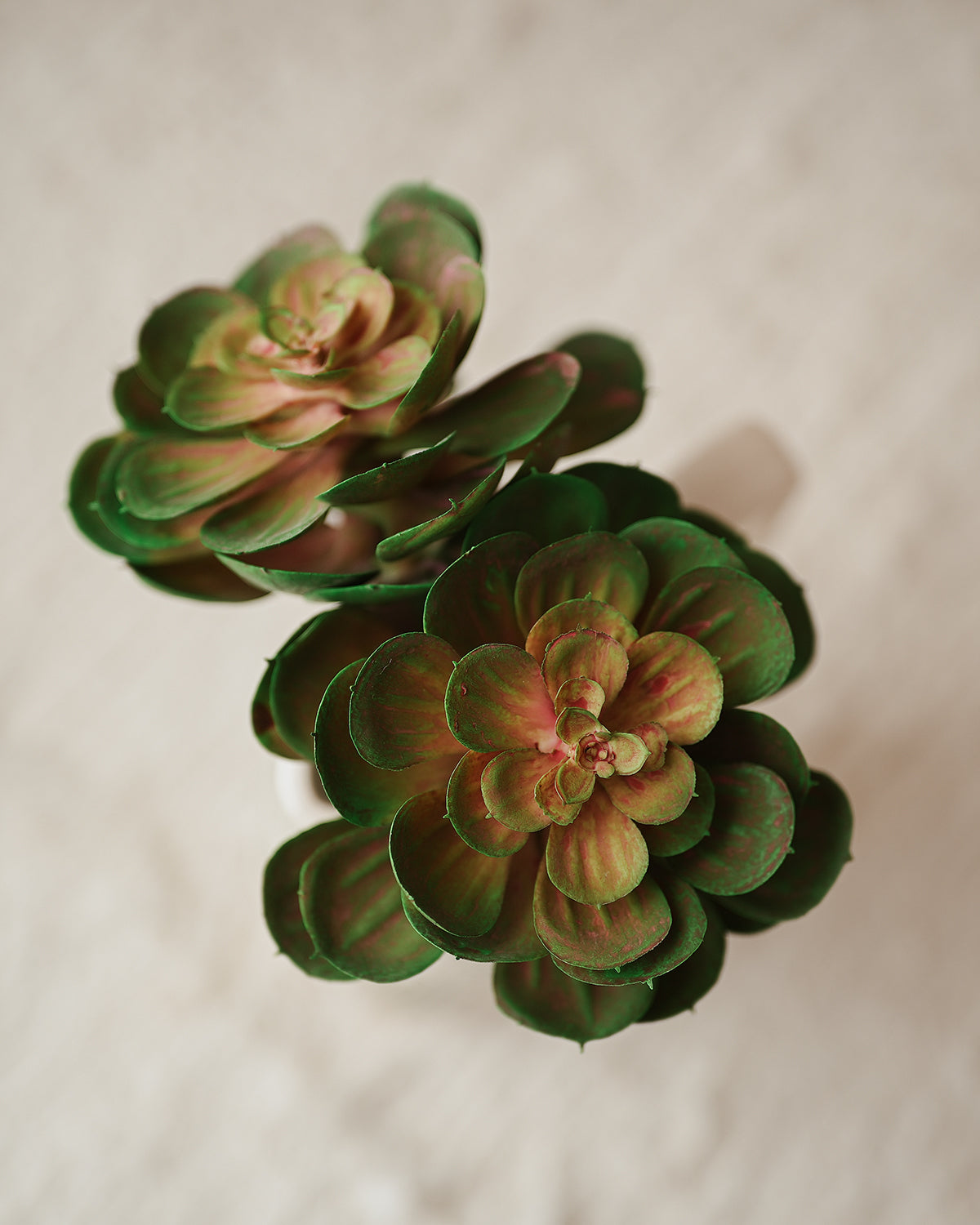 XL Pink and Green Succulent Flower