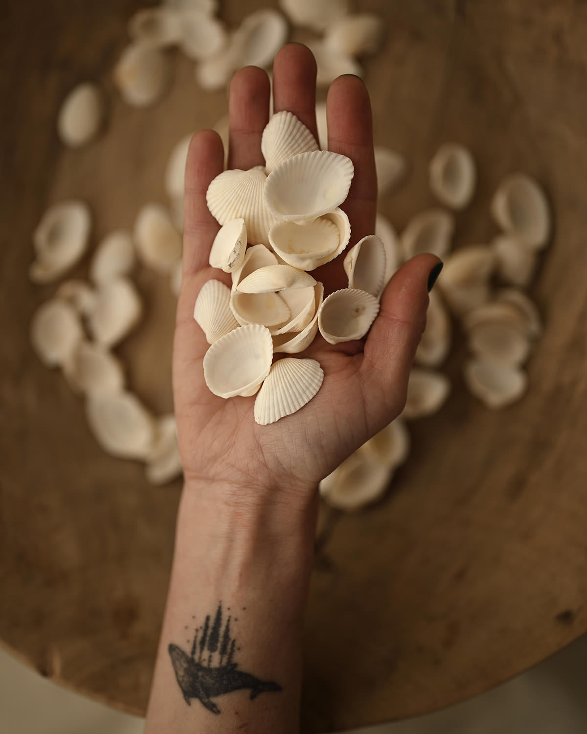 Shells
