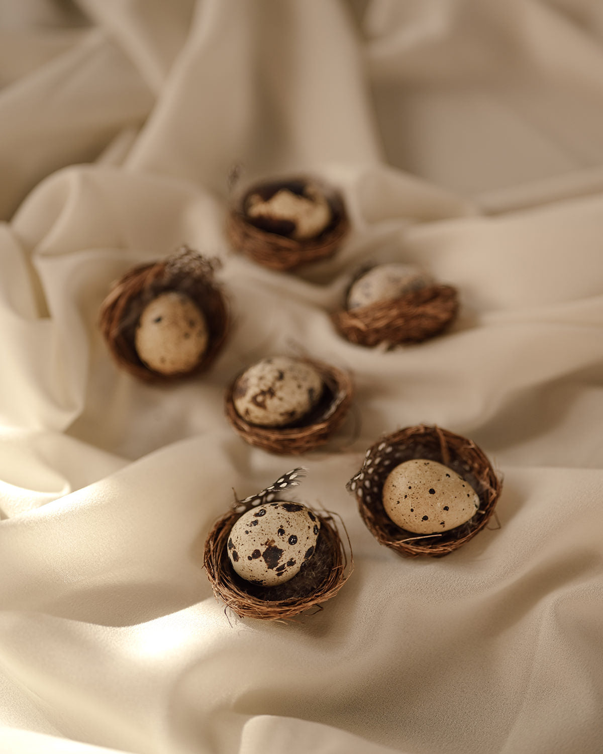 6 Bird Nests with Eggs Pía