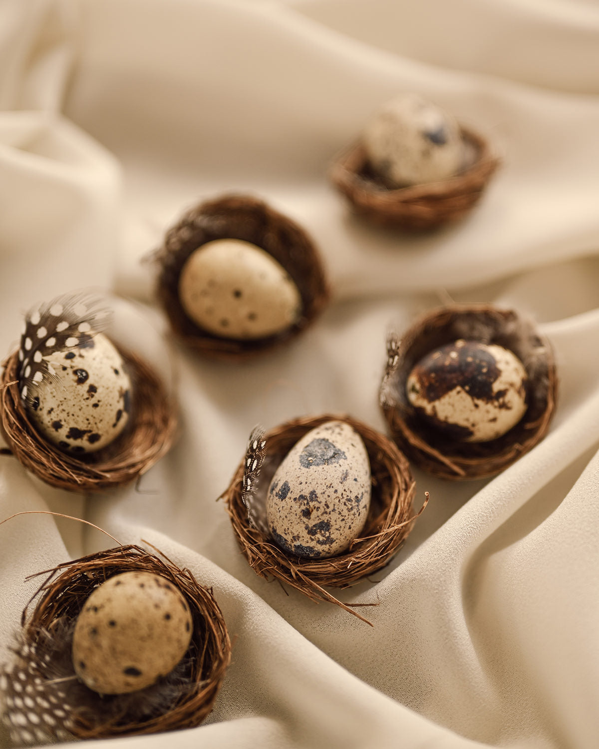 6 Bird Nests with Eggs Pía